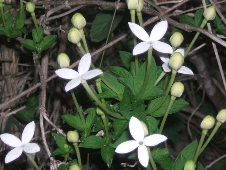 buvardia fiori