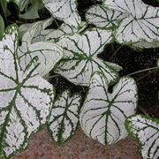 Caladium x hortolanum