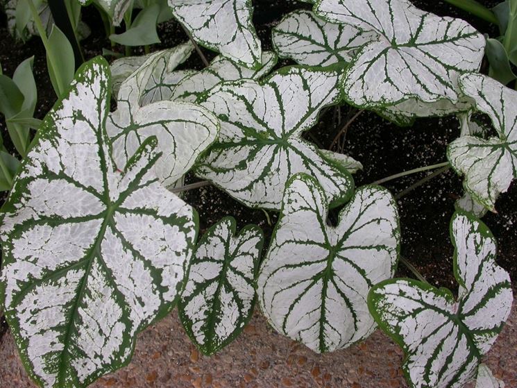 Caladium x hortolanum