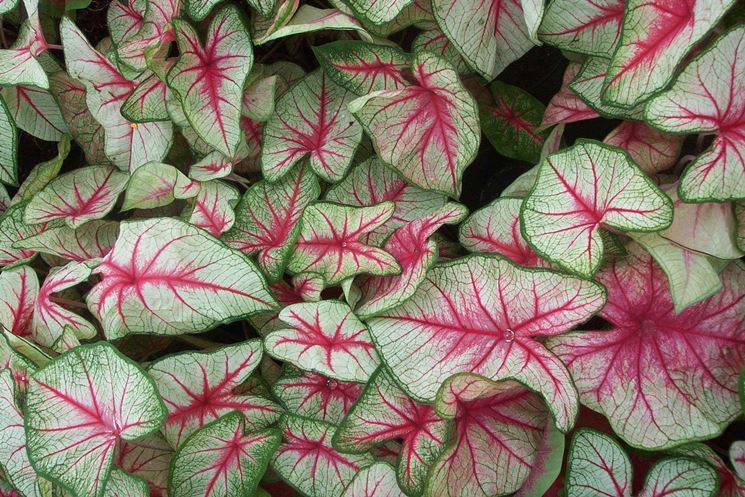 foglie caladium