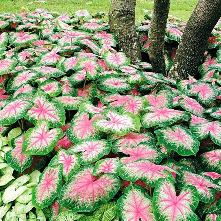 caladium