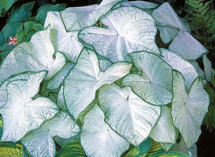 Caladium x hortulanum pianta