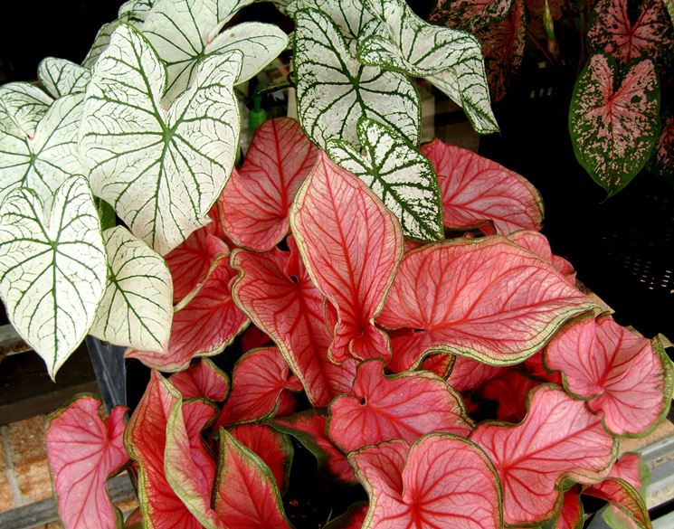 foglie caladium