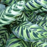 Calathea makoyana