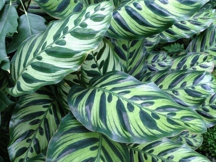 Calathea makoyana