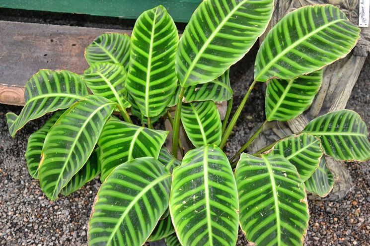 Calathea zebrina