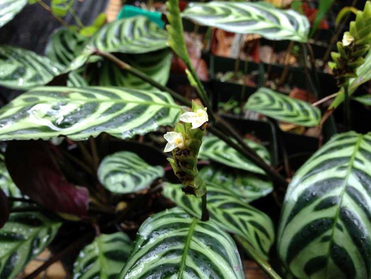 Calathea makoiana