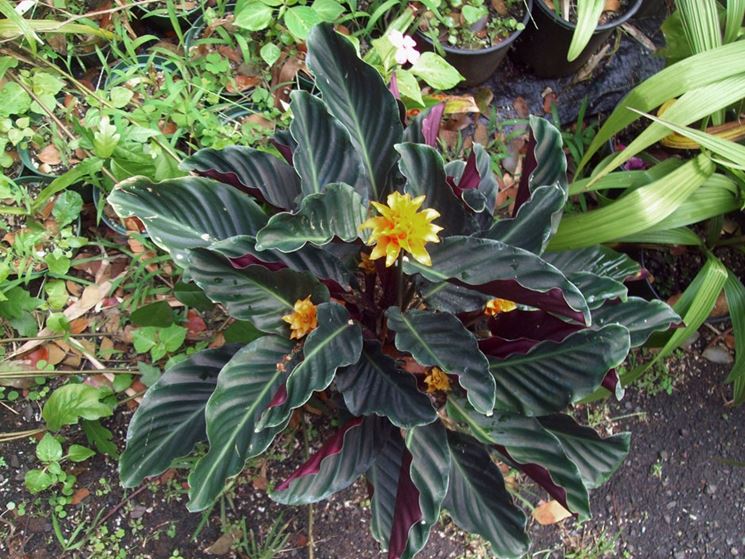 Calathea crocata