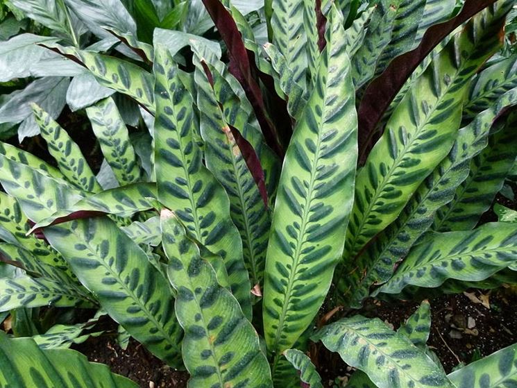 Calathea lancifolia