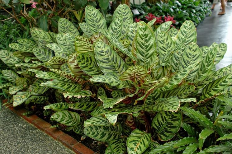 Calathea  makoyana piante