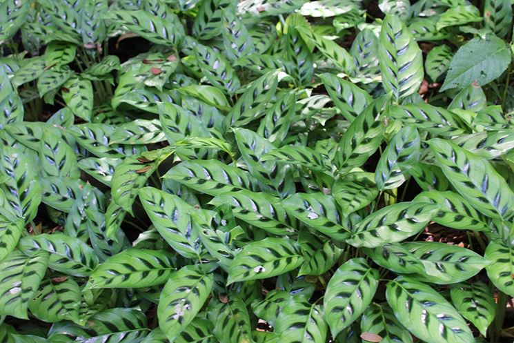 Calathea leopardina