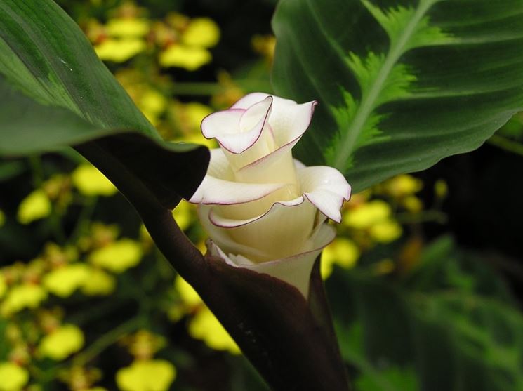 Fiori di Calathea