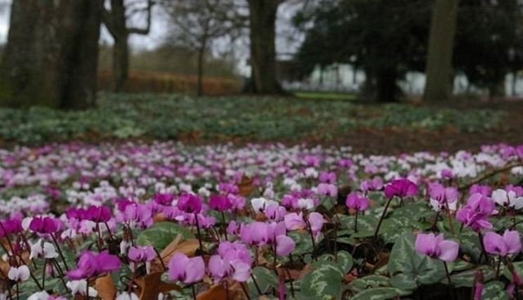 Cyclamen persicum