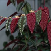 Cissus discolor