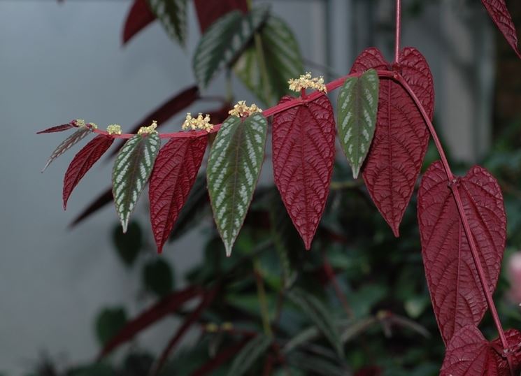 Cissus discolor