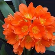 Clivia miniata fiori