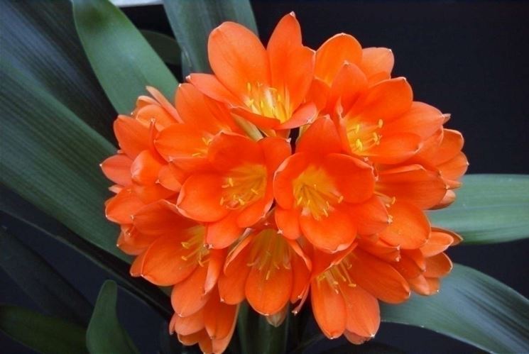 Clivia miniata fiori