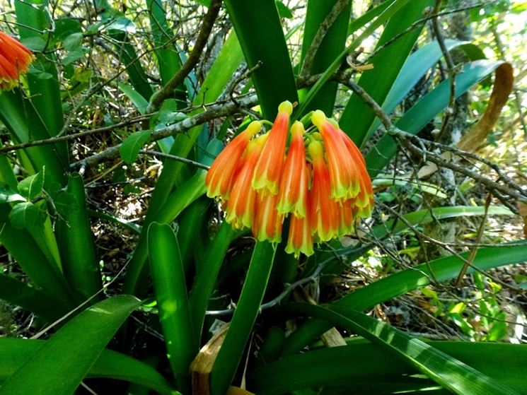 Clivia nobilis