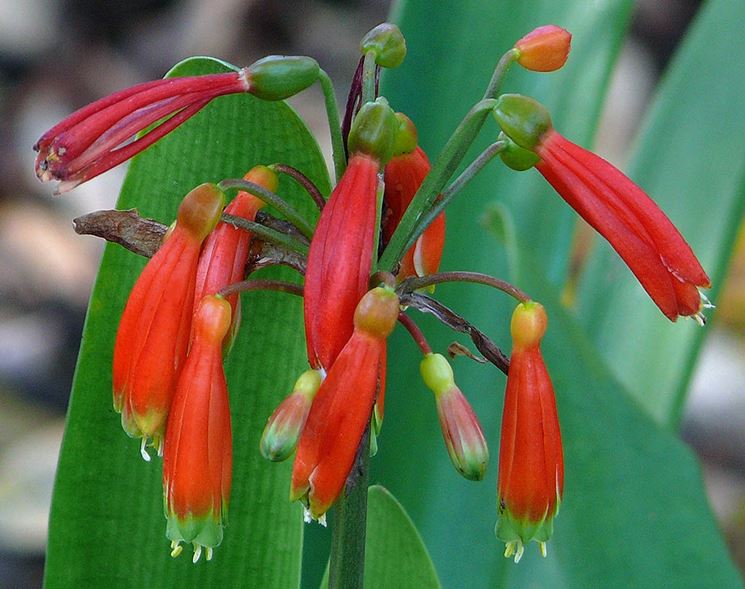 Clivia caulescens