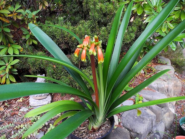 Clivia robusta