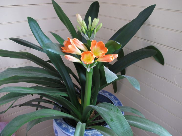 Clivia  in vaso