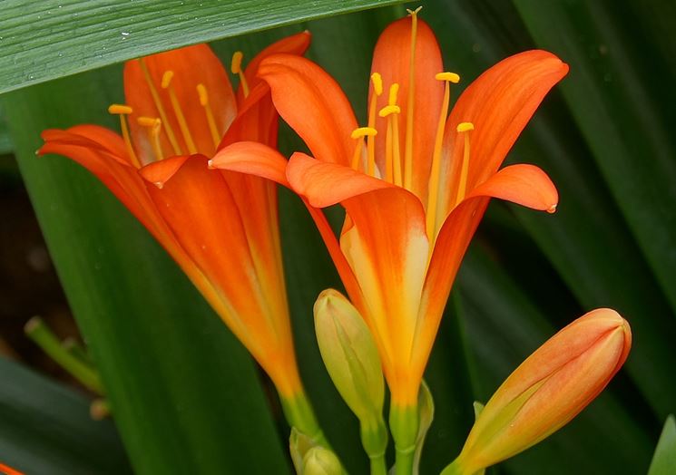 Clivia fiori