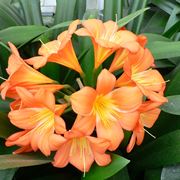 pianta clivia