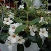 Codonanthe