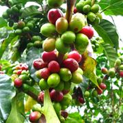 caffea arabica