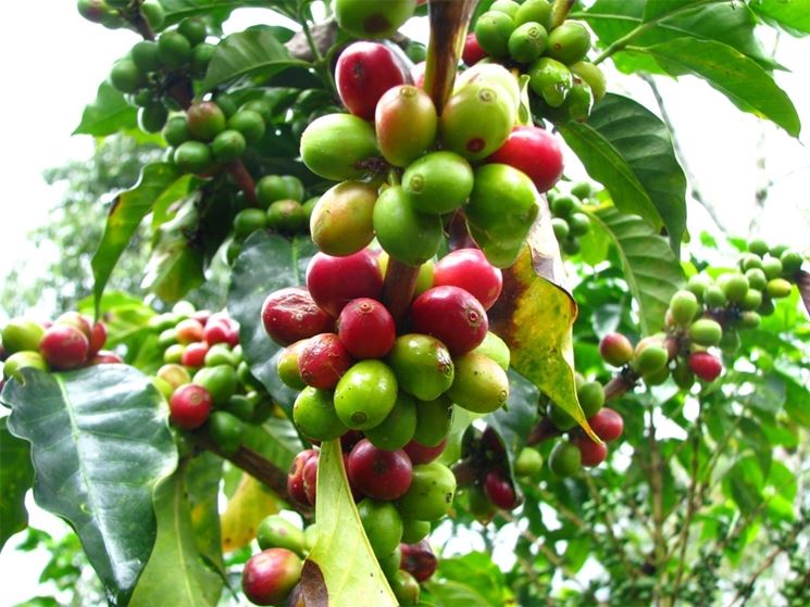 caffea arabica