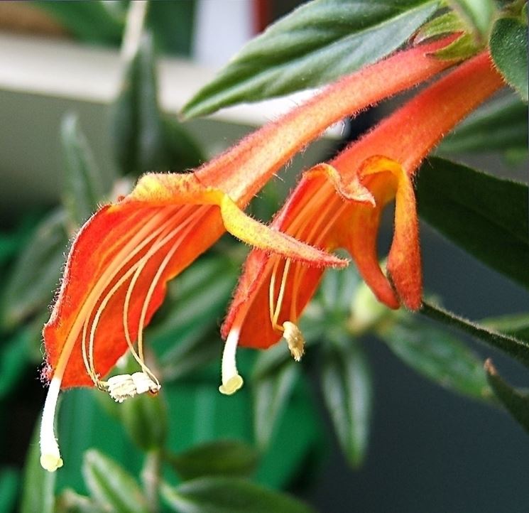 Un primo piano di fiori di cotone in un vaso con sopra la parola cotone