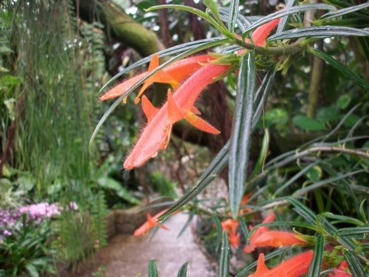 Columnea crassifolia