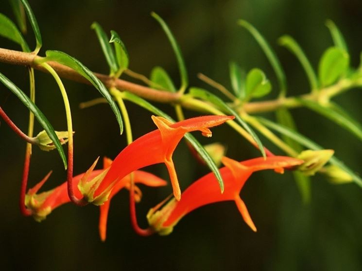 columnea fiori