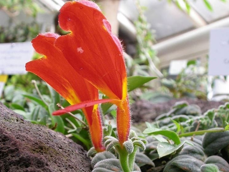 columnea pianta