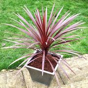 Cordyline australis