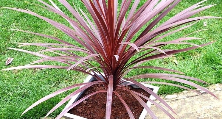 Cordyline australis