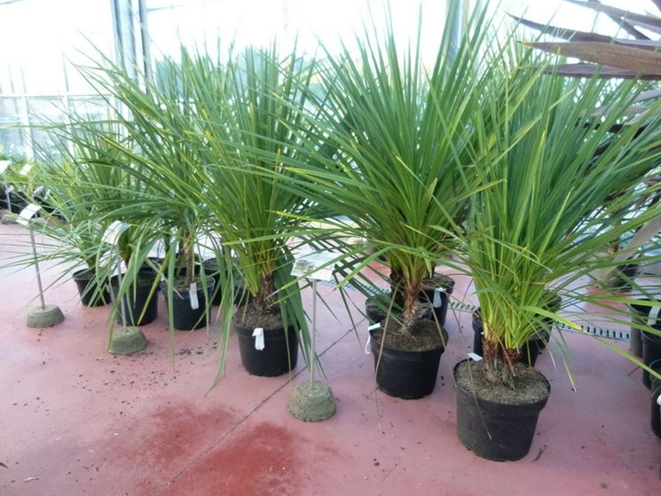 piante Cordyline