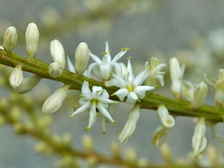 fiori cordilinea