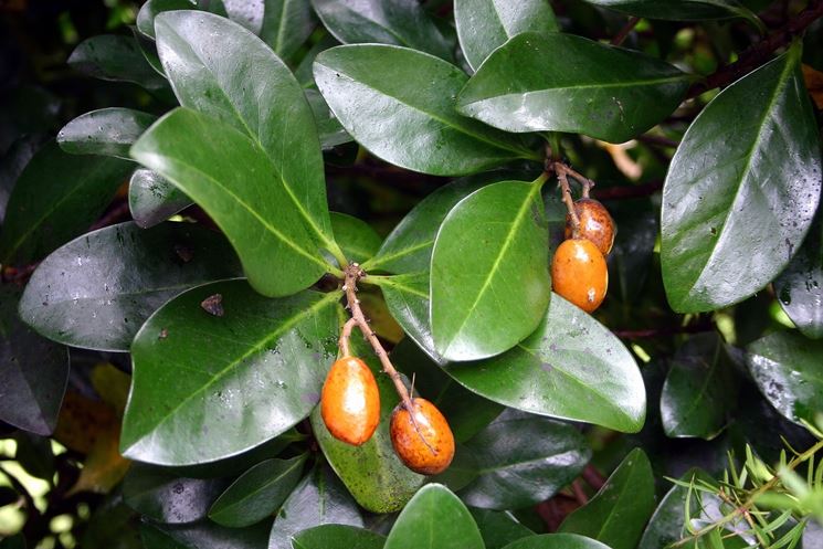 pianta Cornycarpus