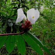 infiorescenza Costus speciosus