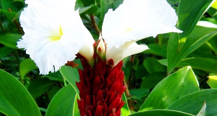 costus speciosus