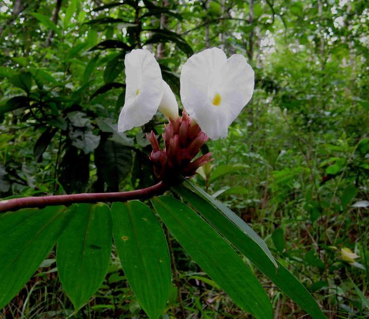 infiorescenza Costus speciosus