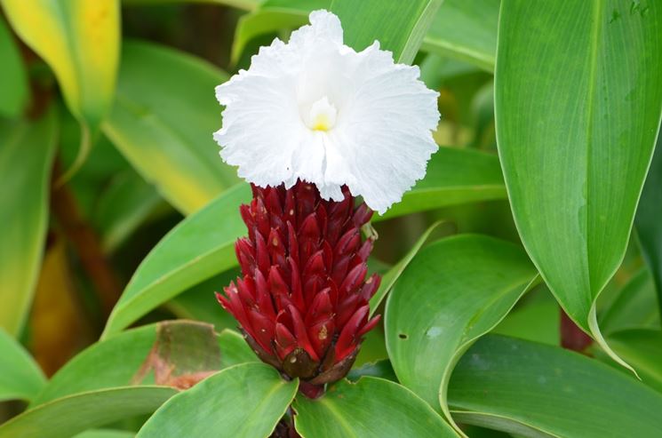 costus