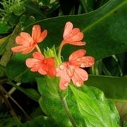 Crossandra nilotica