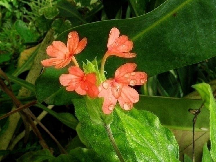 Crossandra nilotica