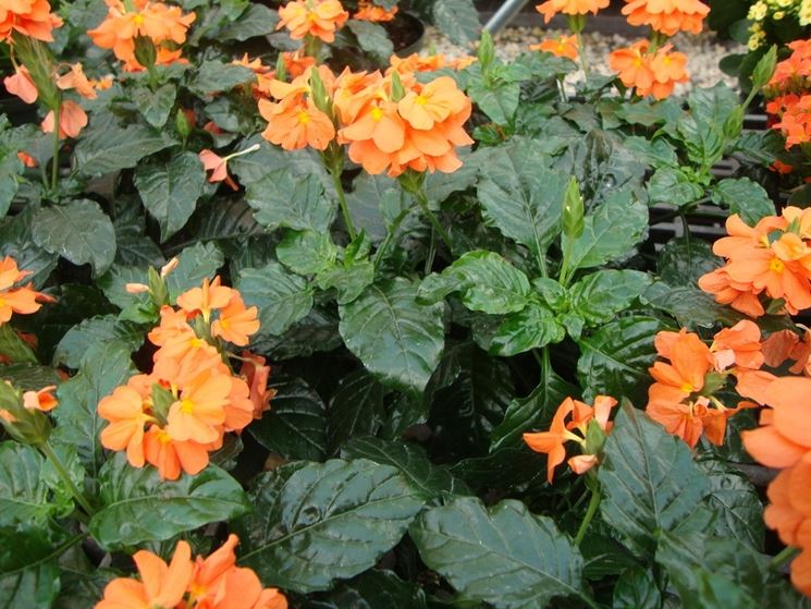 crossandra infundibuliformis