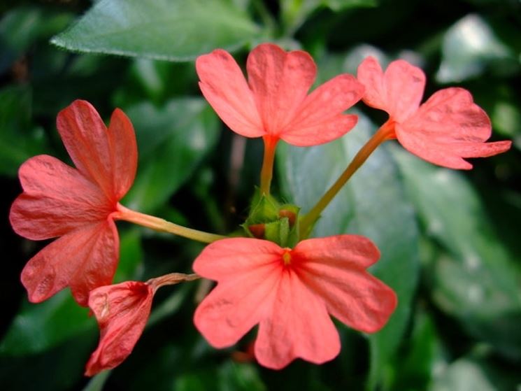 fiore crossandra