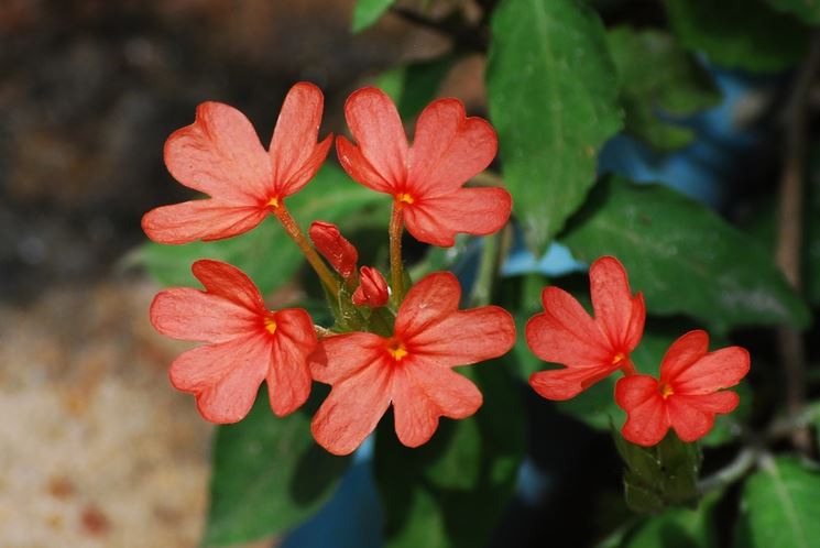 fiori crossandra