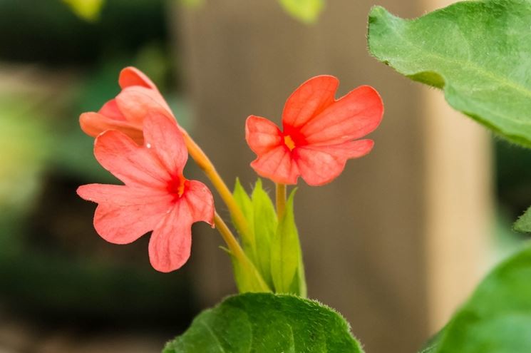 crossandra pianta