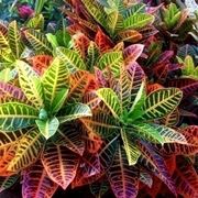 croton 